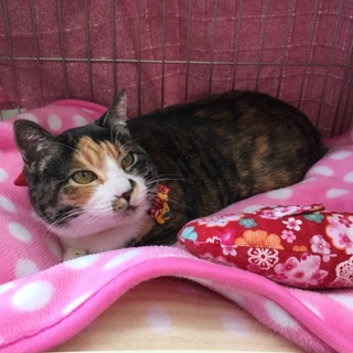 ぴったりくっ付いて一緒に寝てくれます♪