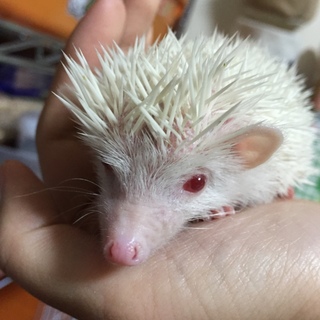ハリネズミ 女の子の里親募集