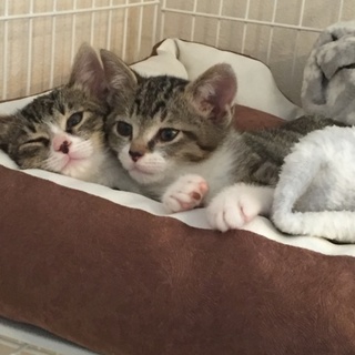 甘えん坊なキジ白雄猫「ジュゴ」君の里親様募集！