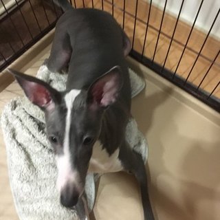 里親を募集しています