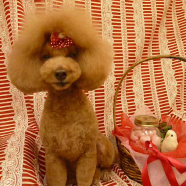 anegoのカバー写真