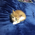 生後1カ月子猫