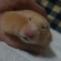 もみじ