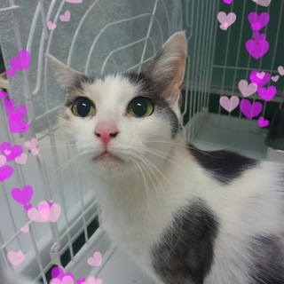 綺麗なパステル三毛ちゃんです