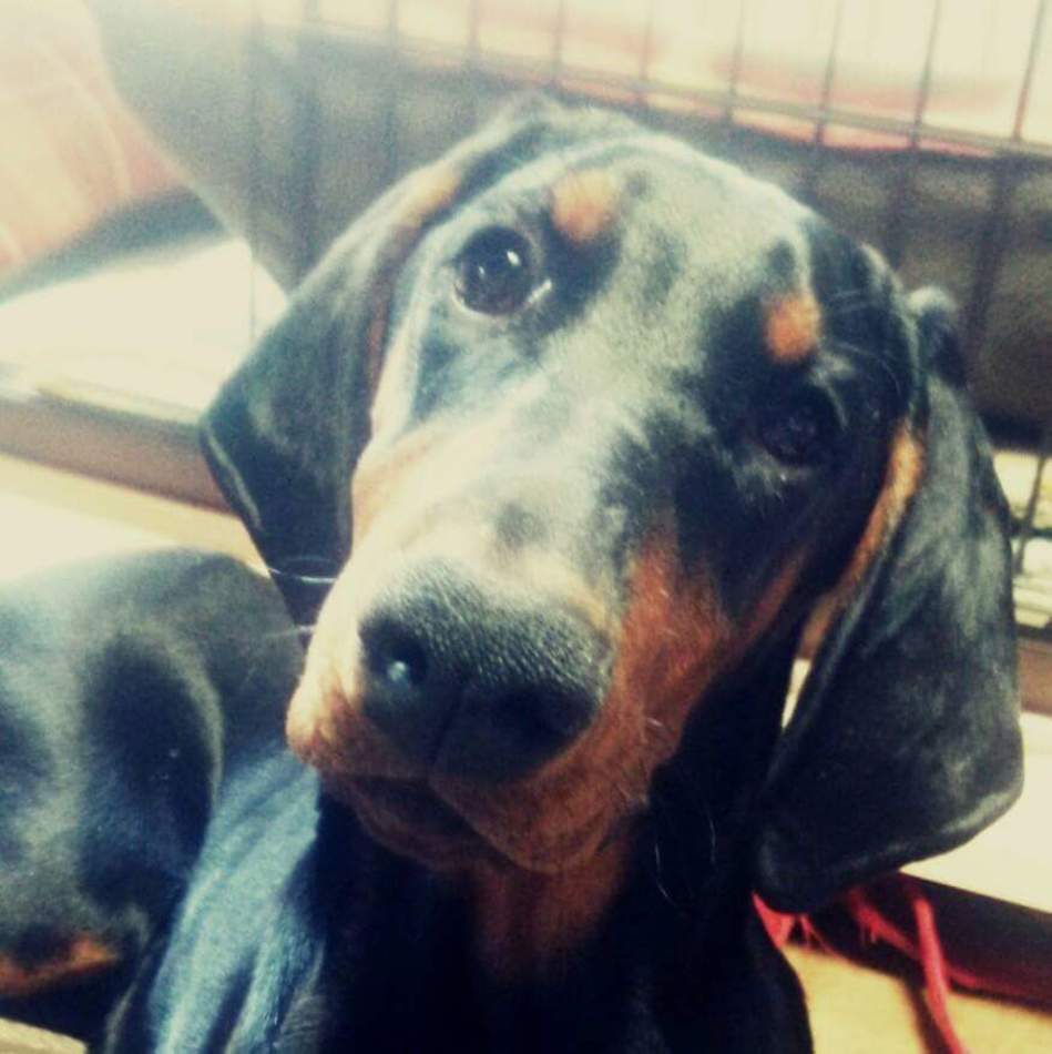 carlのカバー写真