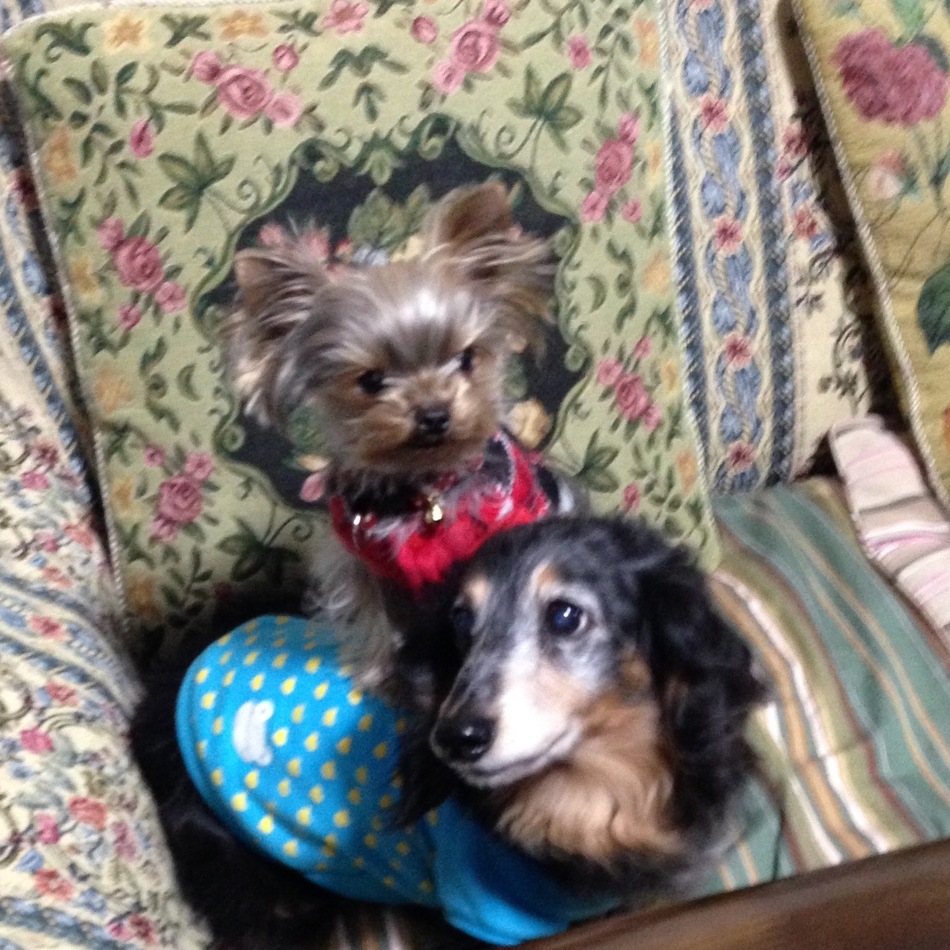 桃のカバー写真