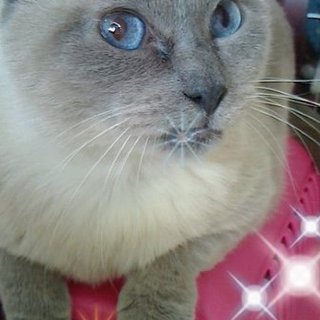 虐待から施設へ、お客さんが大好きな猫