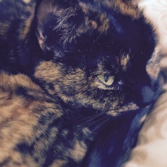 まめねこちゃーこのカバー写真