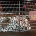 可愛がってくれる飼い主様募集中