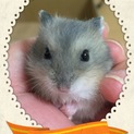 ジャンガリアンハムスターの赤ちゃん