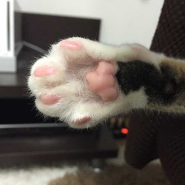 りーたん0u0のカバー写真