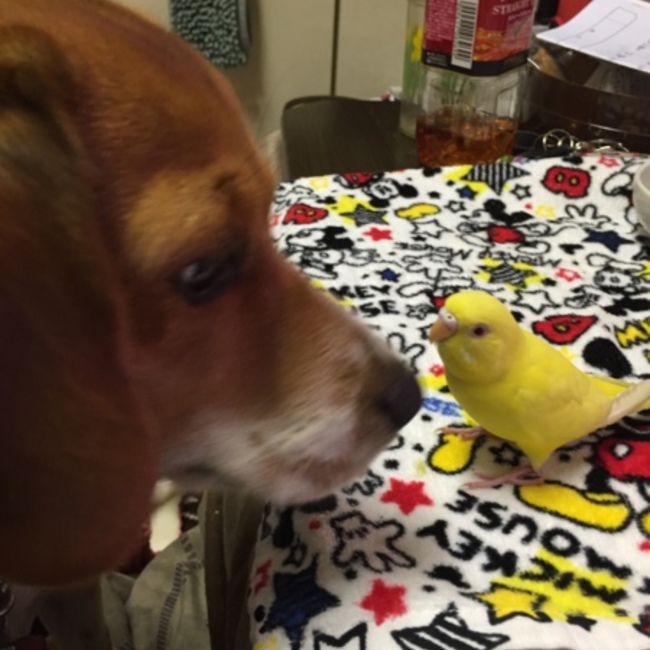 beagle-pのカバー写真