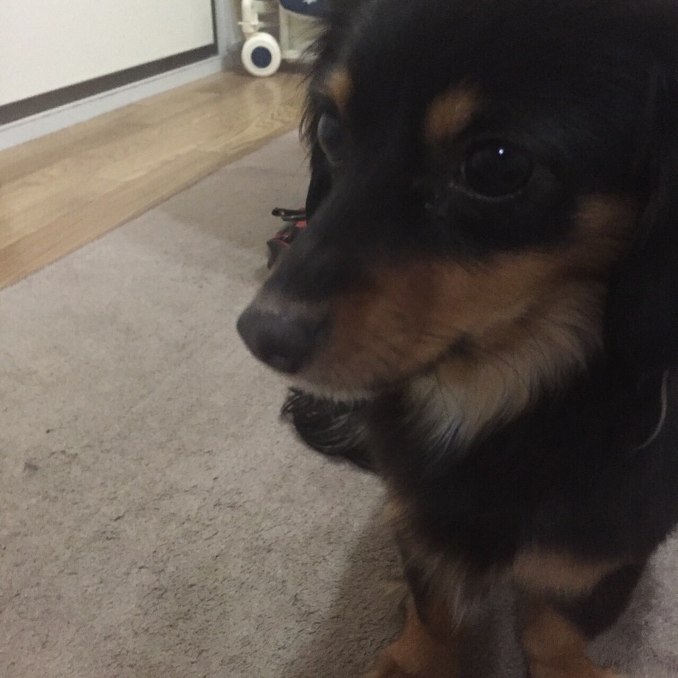 マロンのカバー写真