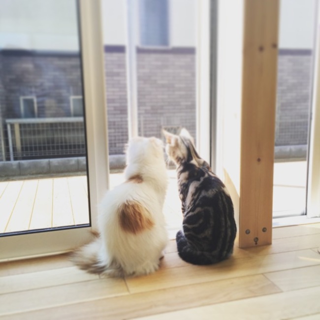 きなごまカーチャンのカバー写真