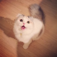 ビスコ