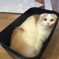 きなこ