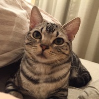 ごまめ