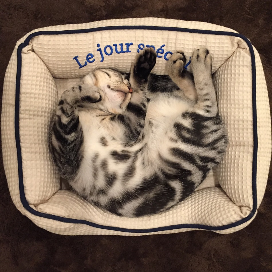 ごまめのカバー写真