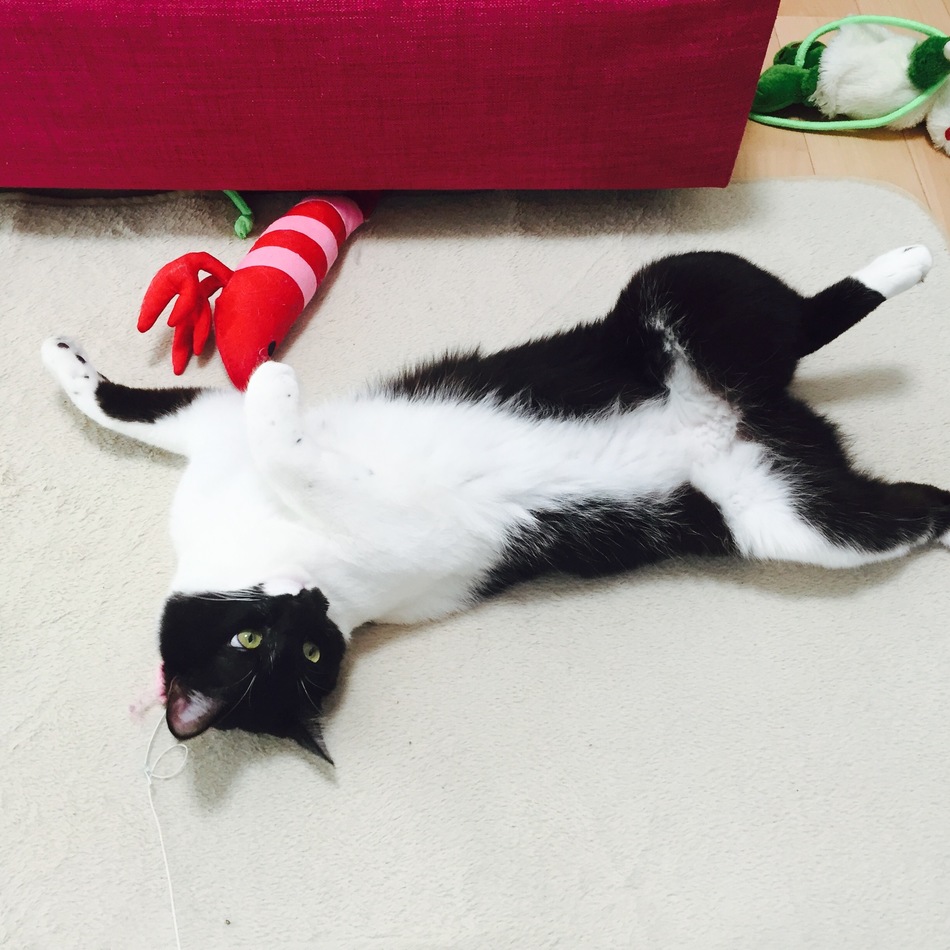 うーしゃんのカバー写真