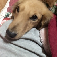リシャール