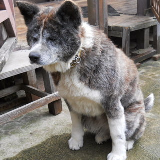 可愛がってください