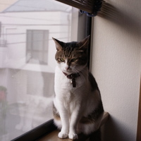 もも