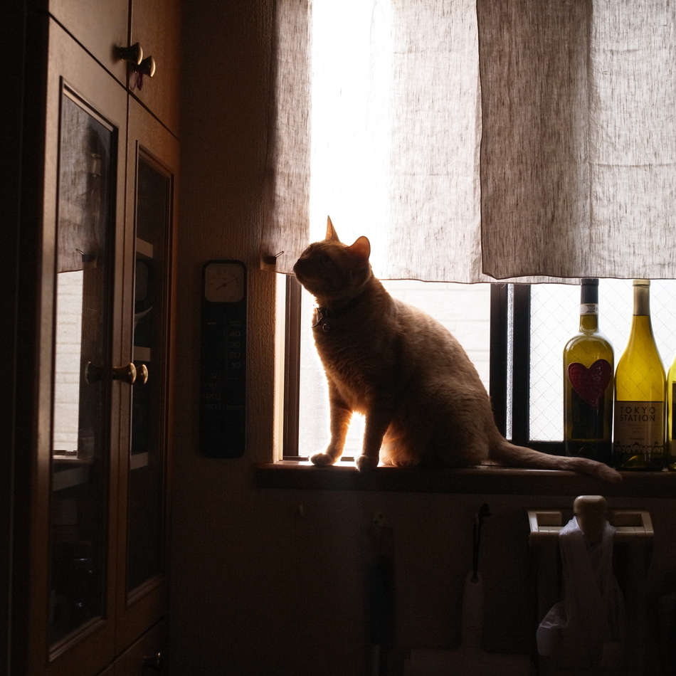 ななのカバー写真