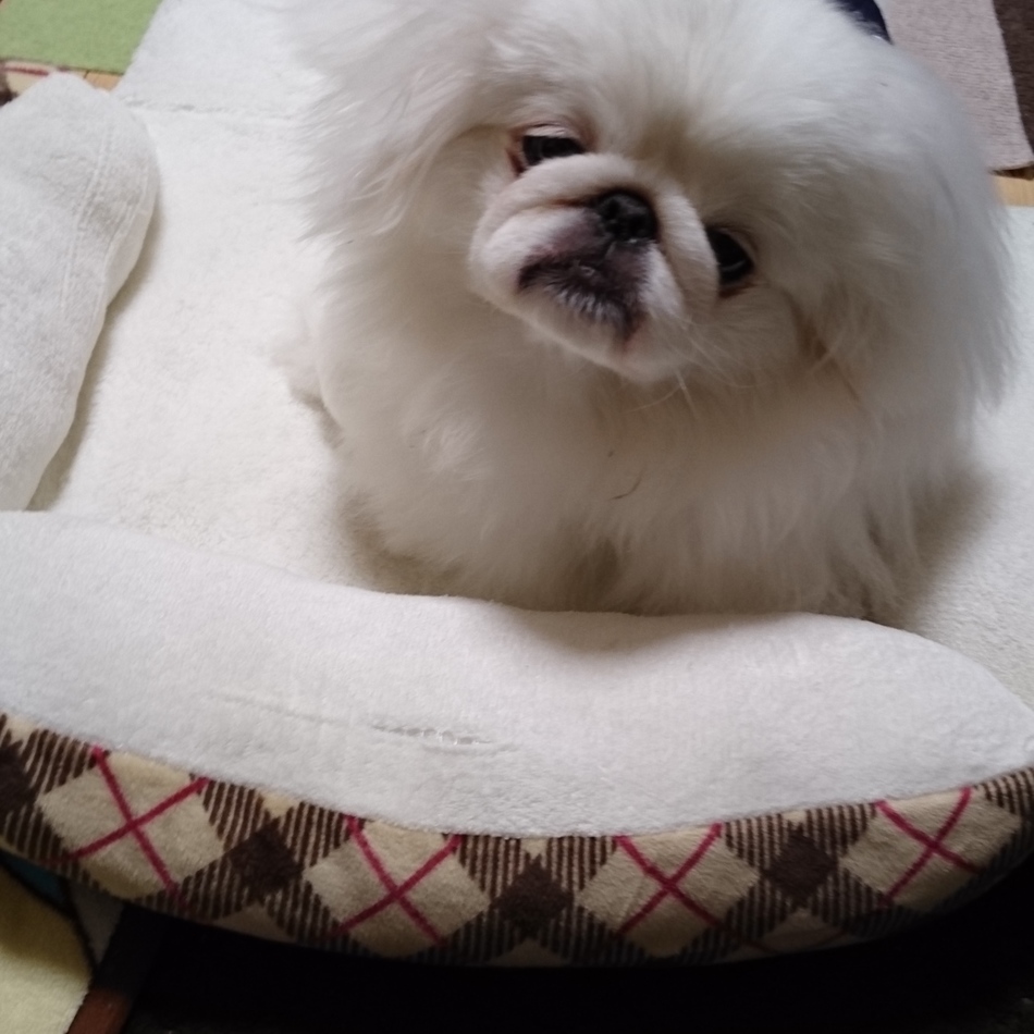 八　(オクト)のカバー写真