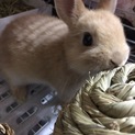 良い里親様に巡り会えました。有難う御座いました。
