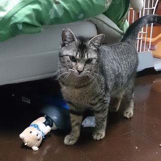 8か月キジトラあずきちゃん。