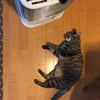 トラ