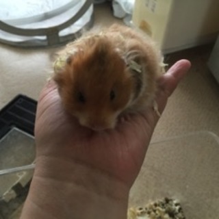 長毛ハムスター