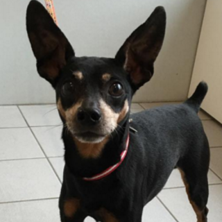 ミミピンちゃん　生涯のご家族を募集中