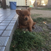 チョコ