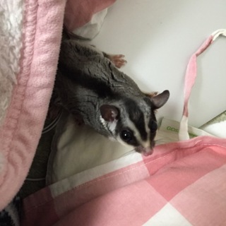 フクロモモンガ１歳♂　人馴れしてます