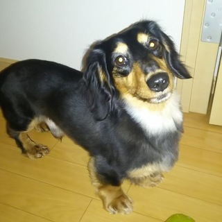 大切にしてくださる方募集中