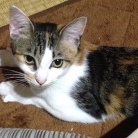 チャラ