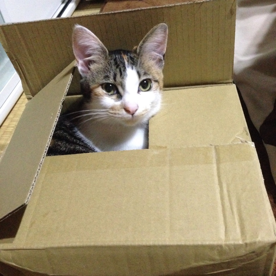 チャラのカバー写真