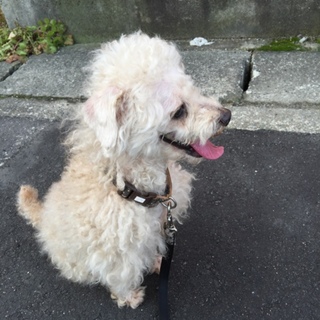トイプードル♂
