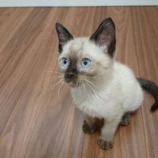 シャム系ワカメ君。