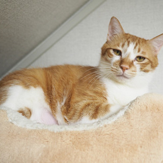 福島っ子ドイル