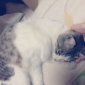 【募集】人懐っこい猫ちゃんの里親を探してます
