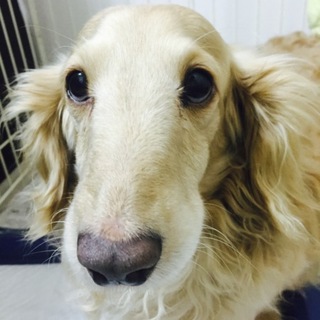 Mダックス クリーム ♂優しい甘えん坊さん