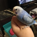 インコ  性別不明