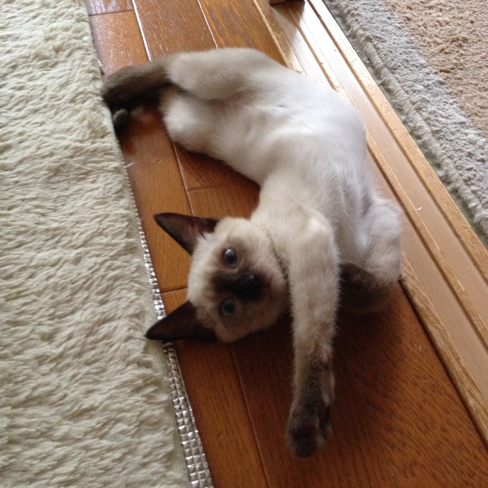 チャチャのカバー写真