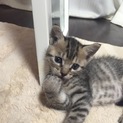 子猫