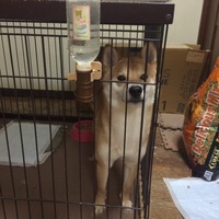 柴犬(こうへい)