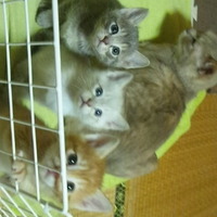 まだついていません。