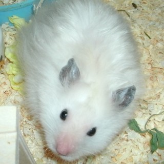 ゴルハム、ホワイトロングサテン里親様募集