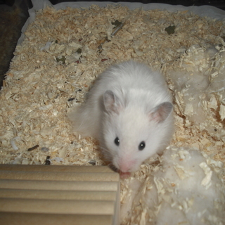 ゴルハム、ホワイトロング里親様募集